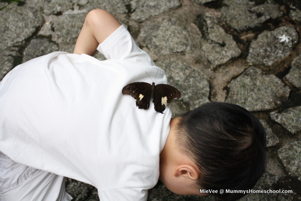 A butterfly landed on Vee's back!