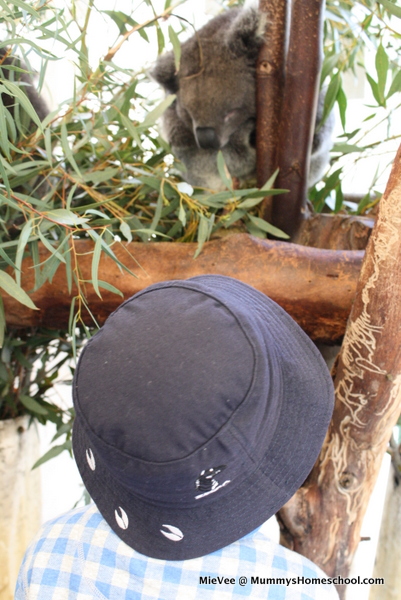 Perth koala